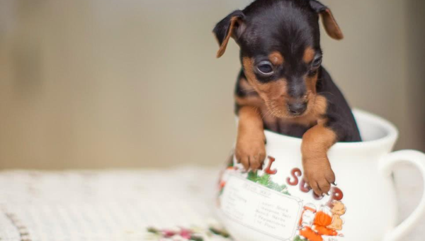 茶杯犬萌图赏析：掌心精灵的可爱瞬间