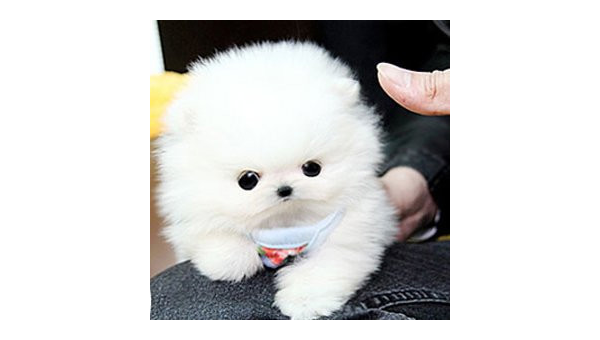 茶杯犬饲养指南优缺点与注意事项全解析