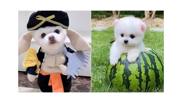 茶杯犬：娇小可爱的萌宠伴侣