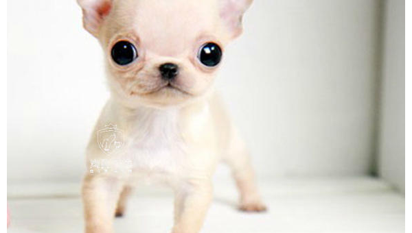 茶杯犬：掌心萌宠的可爱世界