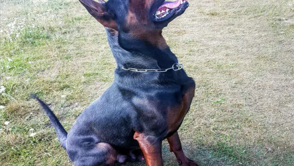 莱州红犬：忠诚勇猛的北方守护者