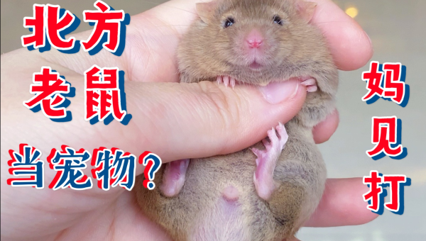 萌宠小世界：宠物鼠的饲养乐趣与科学指南