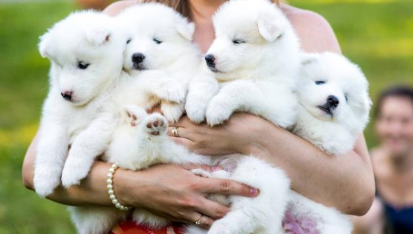 萨摩耶犬价格解析：从选购到饲养的全面指南