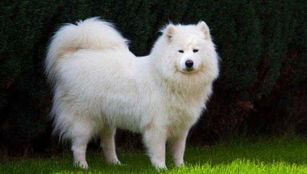 萨摩耶犬：微笑天使的饲养指南与性格解析