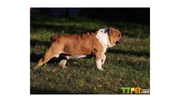 马士提夫獒犬：威严护卫犬的忠诚与力量