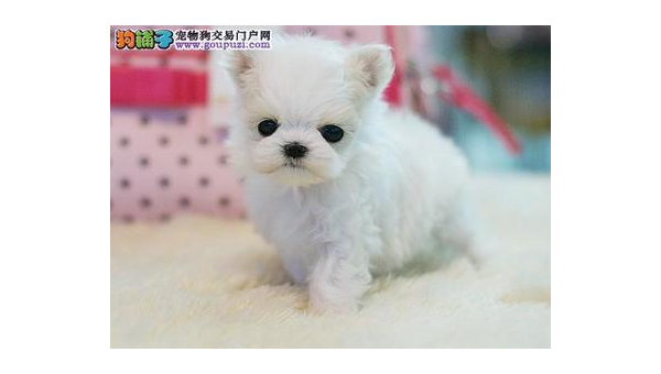 马尔济斯犬价格解析：从选购到饲养的全面指南