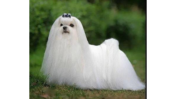 马尔济斯犬：优雅温顺的白色精灵