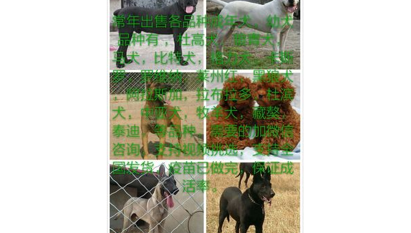 马犬市场价格解析及选购指南
