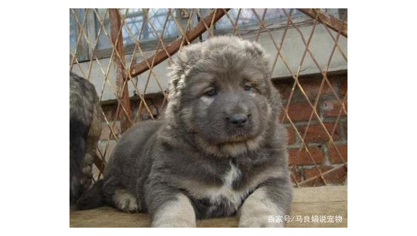 高加索牧羊犬：守护高山的威严巨犬