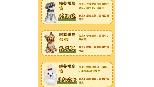 雪纳瑞公犬的独特魅力与饲养指南