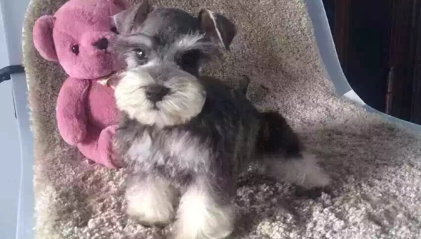 雪纳瑞犬品种特点与可爱图片欣赏