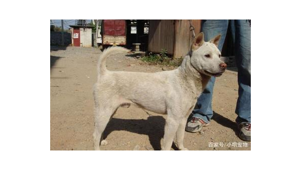 中华田园犬与昆明犬:本土犬种的特性与价值对比