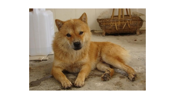 中华田园犬图鉴:28张土狗品种图片大全