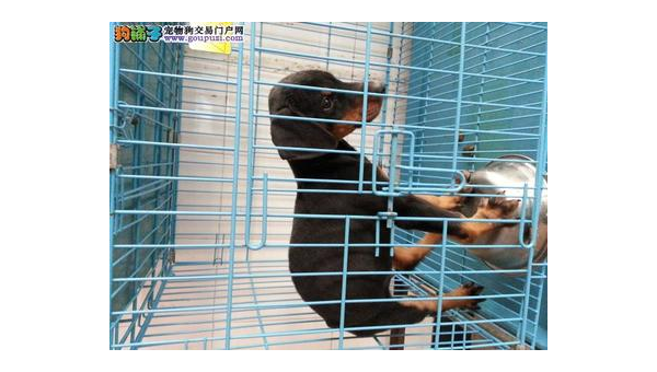 北京杜宾犬绑耳指南:步骤与注意事项详解