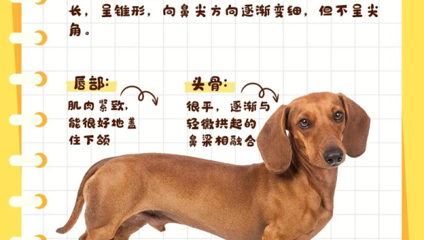 南京腊肠犬:短腿长身的萌宠魅力