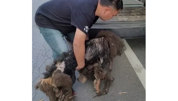 南湖土狗智勇双全 巧制藏獒显威风