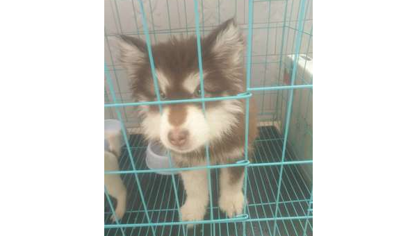 哈尔滨柯基犬市场价格及选购指南