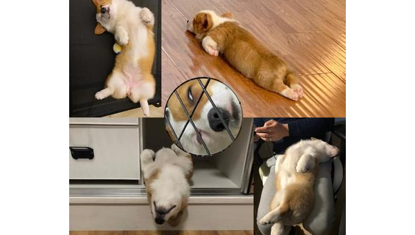 四只柯基的日常趣事与暖心瞬间