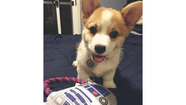 国外网友的柯基日常:短腿萌宠的欢乐生活