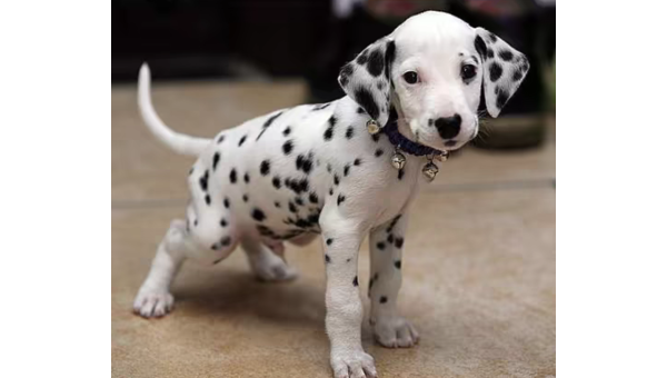 国外萌宠:斑点狗的可爱瞬间与独特魅力