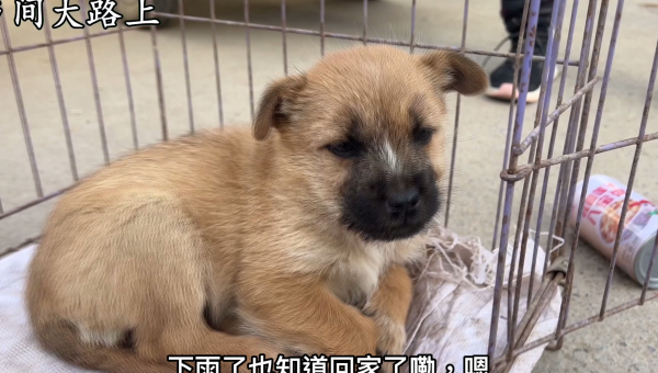 土狗不打针不吃药的背后原因解析