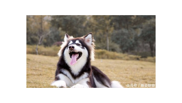 土狗与宠物犬:忠诚伙伴的不同魅力