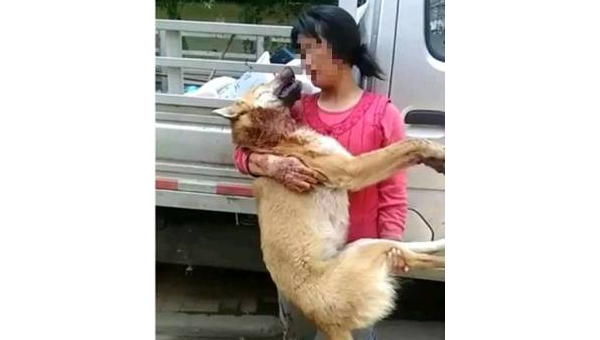 土狗与宠物狗待遇差异引发的社会思考