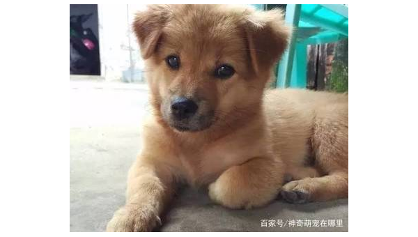 土狗与宠物狗智商对比谁更胜一筹