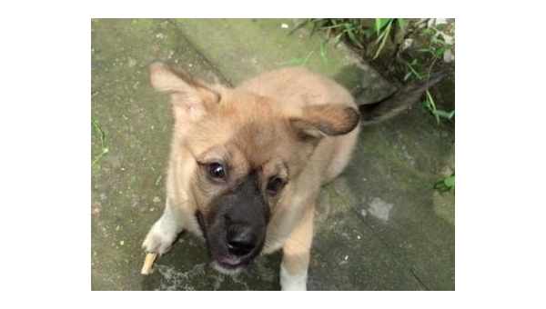 土狗与宠物狗的区别:从习性到饲养的全面对比