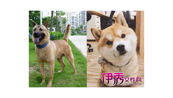 土狗与宠物狗辨识指南:七招教你轻松区分