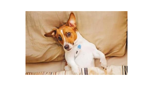 土狗与宠物狗饲养差异大不同