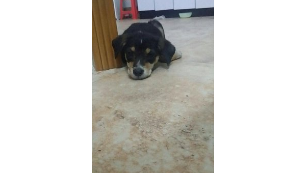 土狗与猪的乡村奇缘