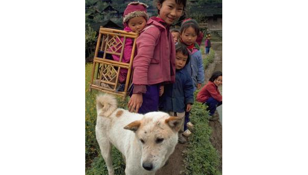 土狗中药材的药用价值与民间应用探析