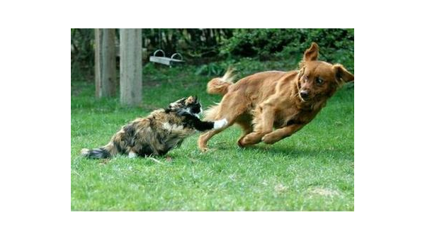 土狗争偶斗殴事件引发的动物行为思考