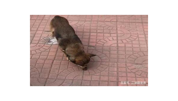 土狗十大优势完胜宠物狗你不可不知的真相