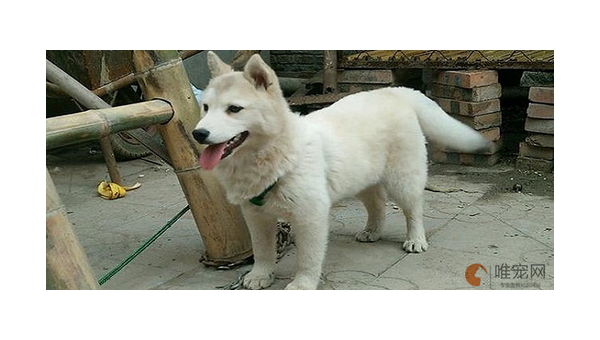 土狗档宠物:平凡中的忠诚与温暖