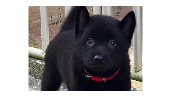 土狗的爱称:中华田园犬的温馨昵称