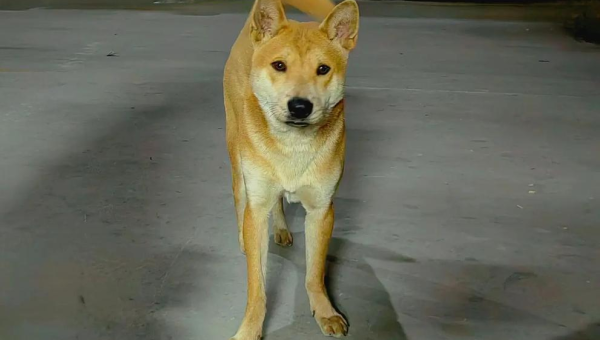 土狗知乎:中华田园犬的智慧与魅力