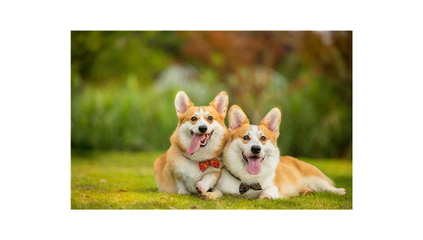 天津正规犬舍柯基选购指南与养护要点