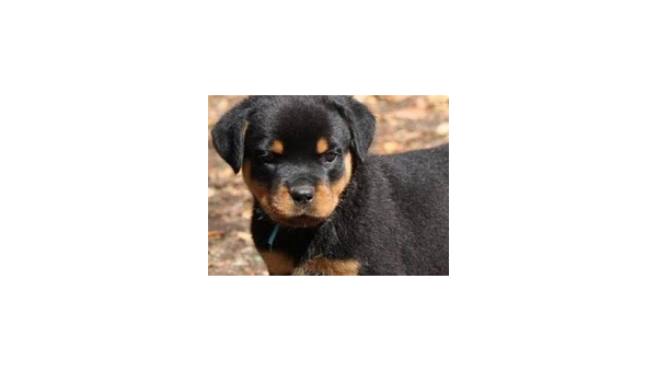 天津比格犬贴吧:爱宠人士的交流乐园