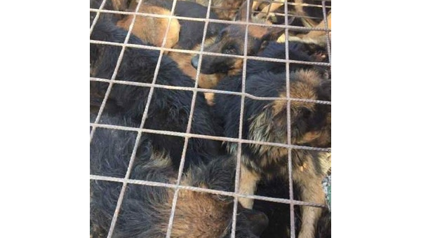 天津现大型土狗收购市场引关注