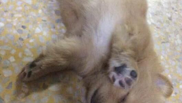 如何辨别宠物狗与土狗:28字鉴别指南