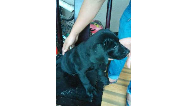 天津爱心家庭诚意转让健康拉布拉多幼犬