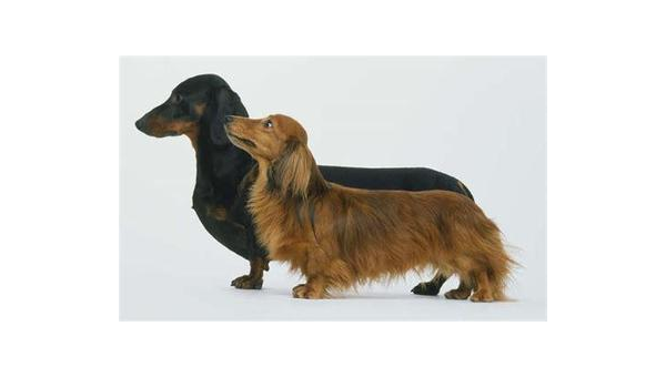 宁波爱心人士免费赠送腊肠犬引发市民关注