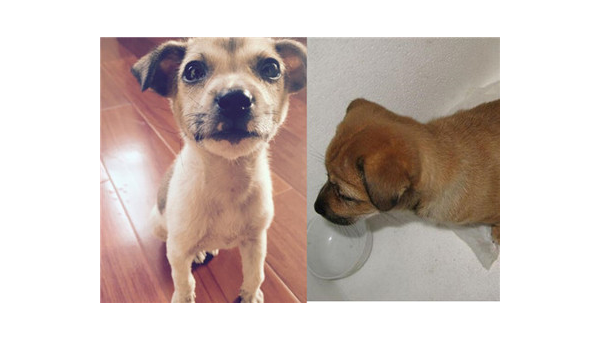 宠物犬与土狗混血后代的特征与饲养建议