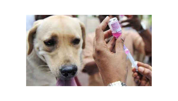 宠物狗与土狗狂犬疫苗差异全解析