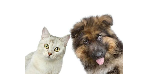 宠物狗与土狗睡眠习性差异探析