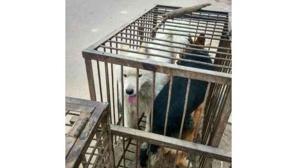 宠物狗肉与土狗肉质对比及文化差异探讨