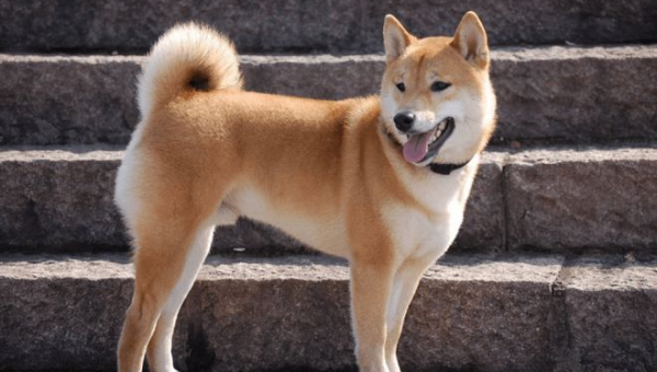 宠物狗胜土狗:科学养宠的五大优势