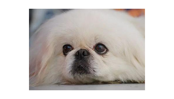 宠物狗难驯不如土狗乖巧的三大原因